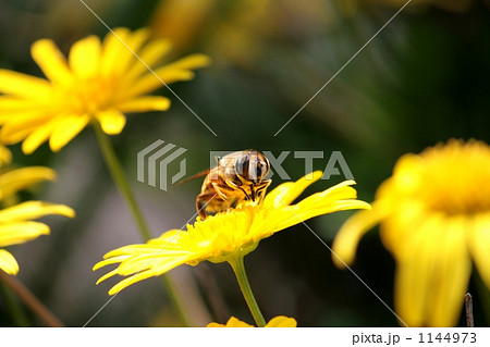 みつばちの食事 みつばちの食事 1144973