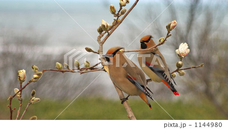 ひれんじゃく ひれんじゃく 1144980