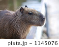 カピバラ 1145076