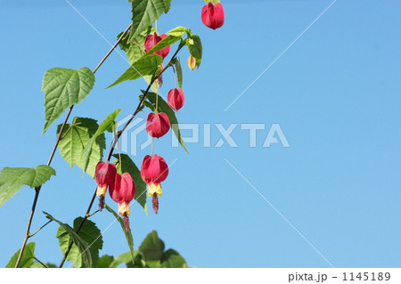 アブチロン 1145189