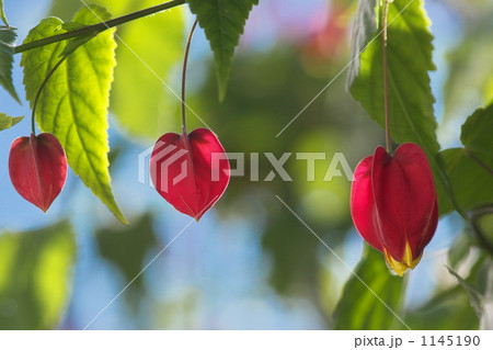 アブチロン 1145190