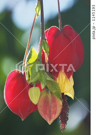 アブチロン 1145193