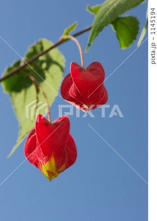 アブチロン 1145194