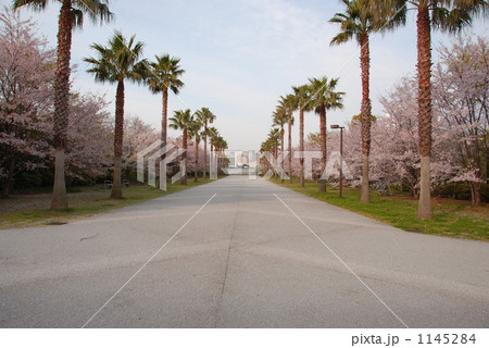 潮風公園と桜 1145284