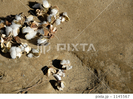 ワタの実 1145567