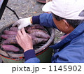 焼き芋 1145902