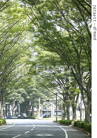 常盤台けやき並木 1146192