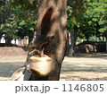 リス 1146805