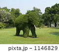 象の木 1146829