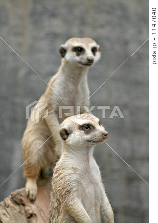 ミーアキャット ミーアキャット 1147040