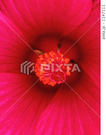 芙蓉の花 芙蓉の花 1147111