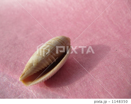 貝殻 1148350