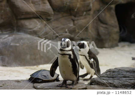 フンボルトペンギン 1148652