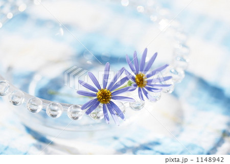 ブルーデイジー 1148942
