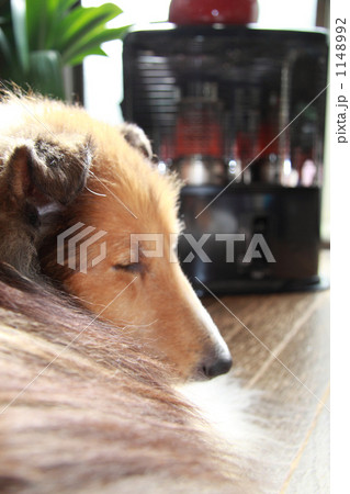 ストーブの前で丸くなる犬 ストーブの前で丸くなる犬 1148992