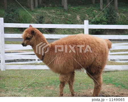 茶色 アルパカ 横向きの写真素材
