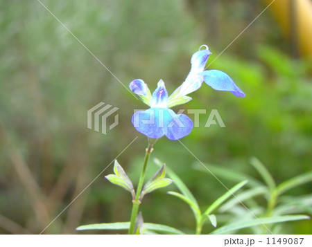 コバルトセージ 1149087