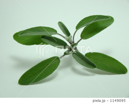 コモンセージ コモンセージ 1149095