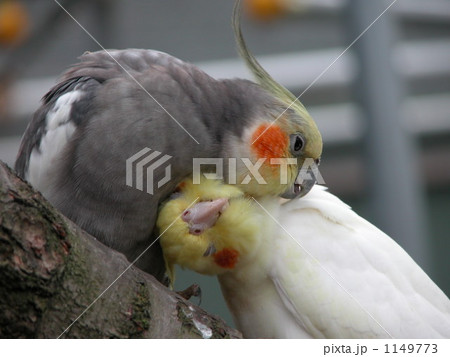 毛づくろいする夫婦のオカメインコの写真素材