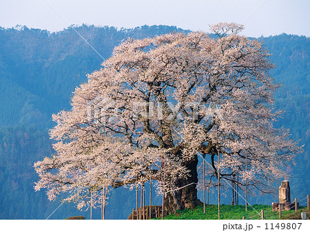 岡山県の天然記念物　醍醐桜(2007年撮影分） 1149807