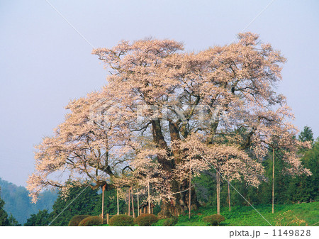 岡山県の天然記念物　醍醐桜(2007年撮影分） 1149828