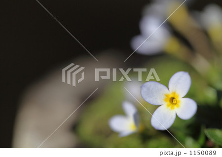 雛草 1150089