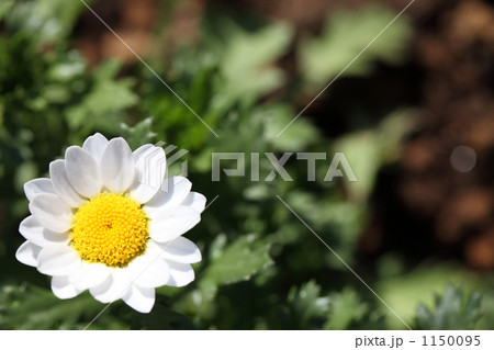 ノースボール ノースボール 1150095