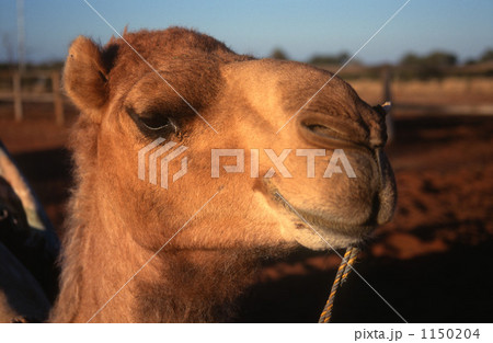 a camel 1150204