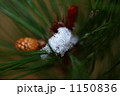 松ぼっくりと雪 1150836
