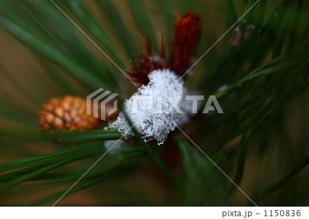 松ぼっくりと雪 1150836