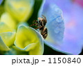紫陽花と蜘蛛 1150840