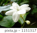 バリで可憐に咲き誇る香り豊かなジャスミンの花。 1151317