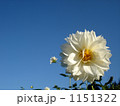 楚々とした印象ながらも存在感抜群の白いダリア。 1151322