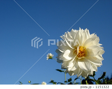 楚々とした印象ながらも存在感抜群の白いダリア。 楚々とした印象ながらも存在感抜群の白いダリア。 1151322