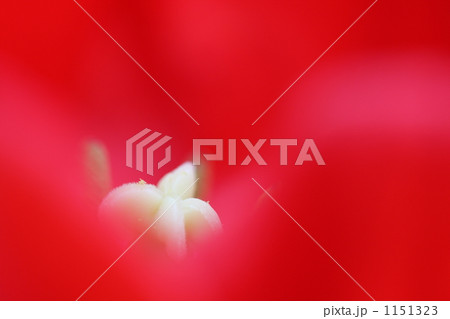 チューリップ 1151323