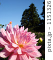 青空の下満開に咲き誇るダリア。 1151326