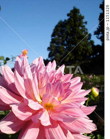 青空の下満開に咲き誇るダリア。 1151326