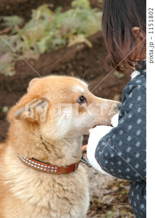 雑種犬 横顔 茶色の写真素材