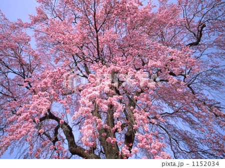 桜見上げるの写真素材