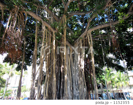 ハワイにある菩提樹 1152355