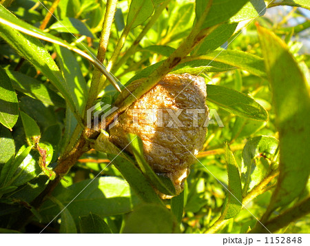 カマキリのたまご 1152848