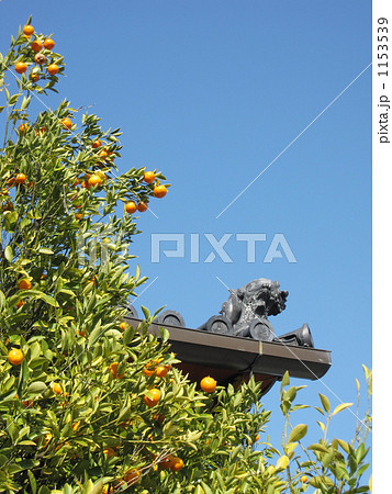 興福寺南円堂「右近の橘」 興福寺南円堂「右近の橘」 1153539