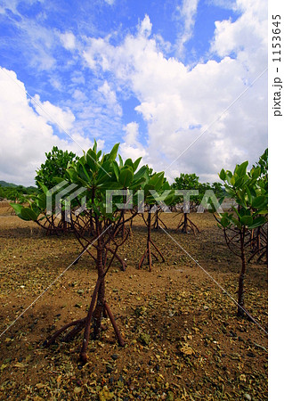 太陽をめざす 1153645