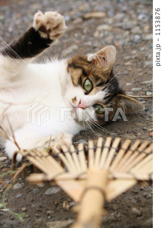 ほうきとじゃれる猫 ほうきとじゃれる猫 1153876