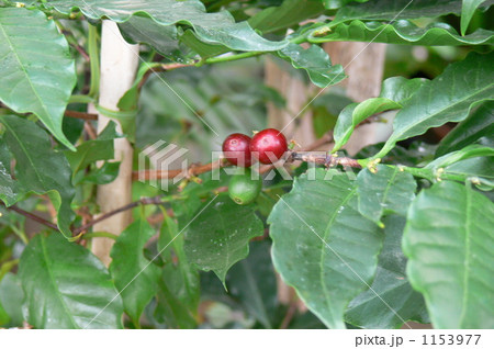 コーヒー豆 1153977