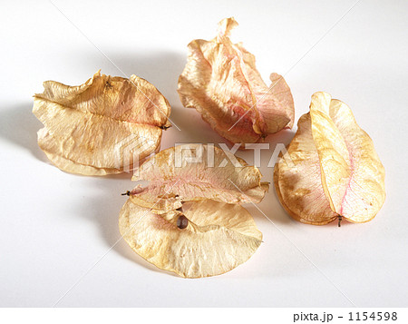 タイワンモクゲンジの袋実、中味の種 1154598