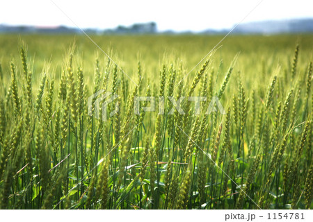 春の麦畑 春の麦畑 1154781