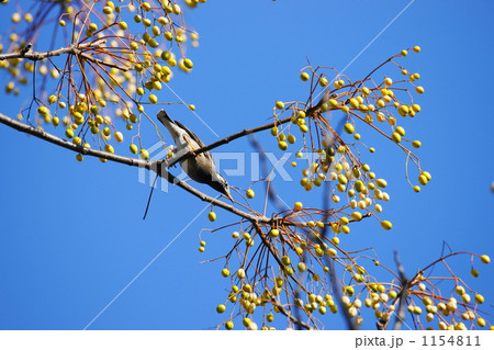 ヒヨドリ ヒヨドリ 1154811