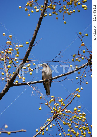 ヒヨドリ 1154812