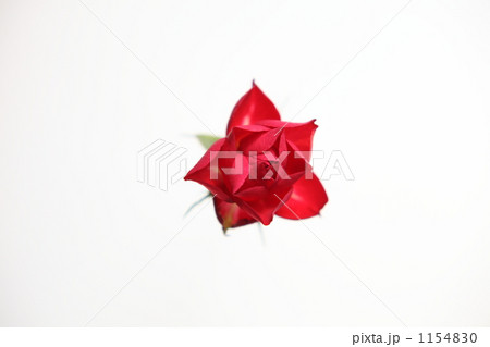 ミニバラ 1154830